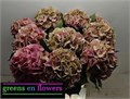 Гортензия-Hydrangea-M Elbtal Cl-80cm 3bcd7f1f-bfa4-11ec-0a80-0b4c0006c00a