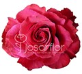 Роза-Rosa-Altamira-50cm--JR 3bd07bf7-d355-11ee-0a80-02ac002de2dd