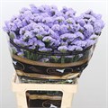Лимониум-Limonium-Donau Birds-65cm 3bd4dc10-333c-11ed-0a80-06d50007e17c