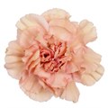 Гвоздика-Dianthus-CARAMEL 06a3eb57-f812-11ef-0a80-0e23001c45b7