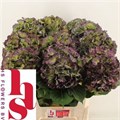 Гортензия-Hydrangea-M Elbtal Cl--80cm 3bd719a6-5c77-11ef-0a80-0cd4001eb3e3