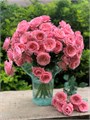 Роза куст-Rosa sp-Frivolity-70cm-RS 3be38f41-d548-11ed-0a80-10eb000f197e