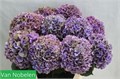 Гортензия-Hydrangea-M Gl Alps Cl Pa-80cm 3be411fd-bfa4-11ec-0a80-0b4c0006c025