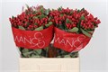 Хиперикум-Hypericum-Shiney Romance Rood-60cm 3c0686ca-333c-11ed-0a80-06d50007e188