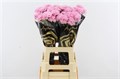 Гвоздика ст-Dianthus st-Clearwater-70cm 06a57e6c-bfa4-11ec-0a80-0b4c00069077