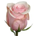 Роза-Rosa-Sweet Escimo-50cm-NR 3c109bcd-7e61-11ee-0a80-11d500011dc8