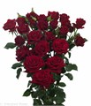 Роза куст-Rosa sp-Pushkin-70cm-RS 3c24886f-c05b-11ee-0a80-035200187d5c