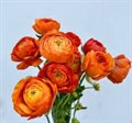 Ранункулус-Ranunculus-Orange-50cm-IS 06b16b78-6553-11ef-0a80-18620019a33d
