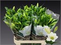 Лилия-Lilium-Lf Watch Up--90cm 3c3a49aa-8cd3-11f0-0a80-030a000014c2