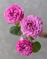 Роза-Rosa-Queen´s Crown-60cm-JR 3c3ffc27-a222-11f0-0a80-10330008b162