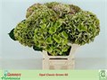 Гортензия-Hydrangea-Magical Opal Classic-70cm 3c43c90d-bfa4-11ec-0a80-0b4c0006c096
