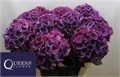 Гортензия-Hydrangea-M Roy Opera-70cm 3c4906ce-3005-11f0-0a80-10a9001aeefb