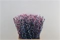 Саликс-Salix-Pussy Willow Bubblegum-70 cm 3c4fb2a5-a784-11ed-0a80-00e40007ad4a
