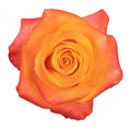 Роза-Rosa-Aloha-50cm-JR 3c5c57a7-a222-11f0-0a80-10330008b165