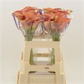 Калла-Zantedechia-Orange Pride-55cm 3c5f3b9c-3005-11f0-0a80-10a9001aef01