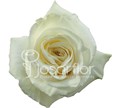 Роза-Rosa-Playa Blanca-40cm-JR 06be849e-bfa9-11ec-0a80-0b4c000aee70