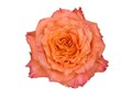 Роза-Rosa-Free Spirit -50cm-JR 3c6e567d-a222-11f0-0a80-10330008b16b
