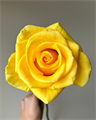 Роза-Rosa-Momentum-50cm-JR 3c7a9dc4-a222-11f0-0a80-10330008b16e