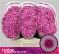 Хризантема сант-Chrysant sant-Kismo Pink-55cm-120gr 3c814489-3005-11f0-0a80-10a9001aef0a