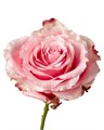 Роза-Rosa-Wild Esperance-60cm-JR 3c839e72-a222-11f0-0a80-10330008b171