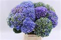 Гортензия-Hydrangea-M Mag Opal Cl-70cm 3c86f982-bfa4-11ec-0a80-0b4c0006c0e3