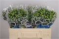 Хиперикум-Hypericum-Coco Bamboo 3c923d4a-c20c-11ec-0a80-046e00050dd2