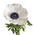 Анемон-Anemone-Mistral White-40cm-DA 3c9ae2a7-d1ef-11ed-0a80-05900043da64