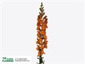 Антирринум-Antirrhinum-Potomac Dark Orange-65cm-DA 3ca8e6b3-d1ef-11ed-0a80-05900043da8c