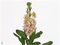 Маттиола-Matthiola-Iron Apricot-55cm-DA 3cb6c469-d1ef-11ed-0a80-05900043daae