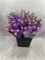 Маттиола-Matthiola-Iron Blue-65cm-DA 3cbe0da7-d1ef-11ed-0a80-05900043dabe