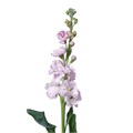 Маттиола-Matthiola-Iron Light Pink-65cm-DA 3cca4d65-d1ef-11ed-0a80-05900043dacd