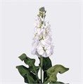 Маттиола-Matthiola-Iron White-65cm-DA 3cd0e716-d1ef-11ed-0a80-05900043dadd