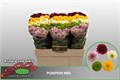 Хризантема сант-Chrysant sant-Pompon Gem Mix-55cm-110gr 3cd3ef26-2214-11ed-0a80-0d4800327bff