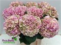 Гортензия-Hydrangea-M My Vienna Cl-80cm 3cd697ee-bfa4-11ec-0a80-0b4c0006c165