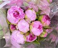 Пион-Paeonia-Arborea-40cm-DA 3cd848e3-d1ef-11ed-0a80-05900043daec