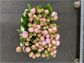 Пион-Paeonia-Pecher Cm 50 Pesca-50cm-DA 3cec3a09-d1ef-11ed-0a80-05900043db18