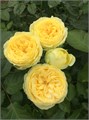 Садовая Роза-Garden Rosa-Catalina-50cm-Af 06ec0eae-bfa7-11ec-0a80-0b4c000939c8