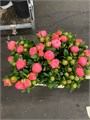 Пион-Paeonia-Pink Hawaii-70cm-DA 3cf245d6-d1ef-11ed-0a80-05900043db26