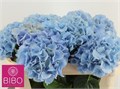Гортензия-Hydrangea-M Challenge Bl-75cm 3d00252b-dd09-11ed-0a80-101700245b2f