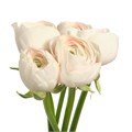Ранункулус-Ranunculus-Cloni Hanoi Super-45cm-DA 3d06279e-d1ef-11ed-0a80-05900043db4e