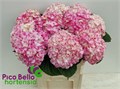 Гортензия-Hydrangea-M Mag Marble-80cm 3d09a649-dd09-11ed-0a80-101700245b32