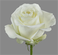 Роза-Rosa-Tibet-50cm-/MS 3d0a4b0b-c6b6-11ee-0a80-0370000194bb