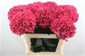 Гортензия-Hydrangea-M Mag Rubyred-80cm 3d1dc7f0-bfa4-11ec-0a80-0b4c0006c1ae