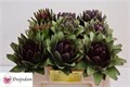 Цинара-Cynara- Scolymus-50cm 3d22cf1e-bfa6-11ec-0a80-0b4c0008a71a