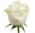 Роза-Rosa-Moonstone-50cm-QA 3d2c067e-bfa9-11ec-0a80-0b4c000b5b94