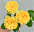 Роза-Rosa-Catalina-50cm-CN 3d50aeda-b2f3-11ed-0a80-05d4001a945b