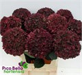 Гортензия-Hydrangea-M Mag Rubyrd Cl-80cm 3d681777-bfa4-11ec-0a80-0b4c0006c1ff