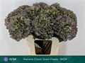 Гортензия-Hydrangea-M Mariama Cl-80cm 3d75b397-bfa4-11ec-0a80-0b4c0006c211