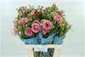 Ранункулус-Ranunculus-Butterfly Hera Pink Double-70cm-65gr 3d760c47-dd09-11ed-0a80-101700245b3e