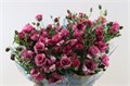 Ранункулус-Ranunculus-Butterfly Thiva-70cm-65gr 3d7e06a8-dd09-11ed-0a80-101700245b41